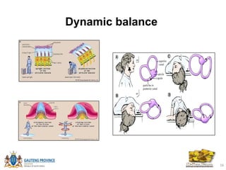 Inner Dynamic Balance System PPT Life Sciences Grade 12 Module 4 The Ear.pptx