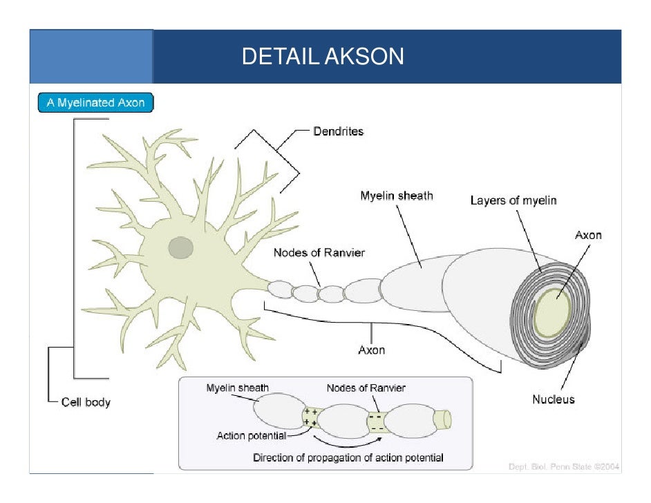 sistem koordinasi ismail