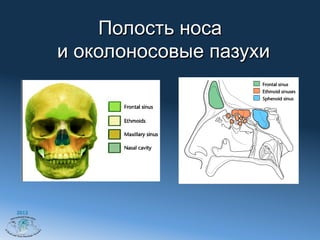 Полость носа
       и околоносовые пазухи




2012
 