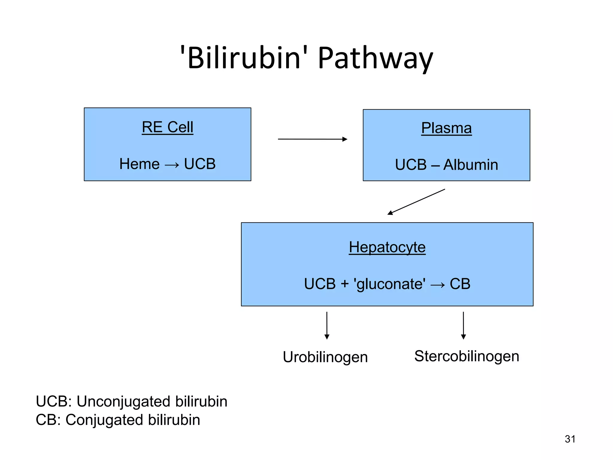 'Bilirubin' Pathway
RE Cell

Plasma

Heme → UCB

UCB – Albumin

Hepatocyte

UCB + 'gluconate' → CB

Urobilinogen

Stercobilinogen

UCB: Unconjugated bilirubin
CB: Conjugated bilirubin
31

 