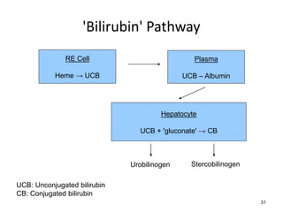 'Bilirubin' Pathway
RE Cell

Plasma

Heme → UCB

UCB – Albumin

Hepatocyte

UCB + 'gluconate' → CB

Urobilinogen

Stercobilinogen

UCB: Unconjugated bilirubin
CB: Conjugated bilirubin
31

 