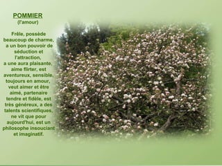 POMMIER   (l'amour)  Frêle, possède beaucoup de charme, a un bon pouvoir de séduction et l'attraction,  a une aura plaisante,  aime flirter, est aventureux, sensible, toujours en amour,  veut aimer et être aimé, partenaire tendre et fidèle, est très généreux, a des talents scientifiques, ne vit que pour aujourd'hui, est un philosophe insouciant et imaginatif. 