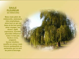 SAULE PLEUREUR (la mélancolie) Beau mais plein de mélancolie, séduisant, très emphatique, aime tout ce qui est beau et de bon goût, aime voyager, est rêveur, agité, capricieux, honnête, peut être influencé mais il n'est pas facile à vivre, exigeant,  bonne intuition,  souffre en amour mais trouve quelquefois un partenaire qui lui sert de point d'ancrage. 