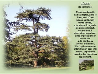 CÈDRE (la confiance)  D'une rare beauté,  sait s'adapter, aime le luxe, jouit d'une bonne santé, loin d'être timide,  a tendance à regarder les autres de haut,  est sûr de lui, déterminé, impatient,  aime impressionner les autres,  a de nombreux talents, travailleur, d'un optimisme sain, attendra son seul vrai amour, capable de prendre des décisions rapidement. 