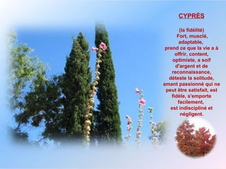 CYPRÈS (la fidélité)  Fort, musclé, adaptable,  prend ce que la vie a à offrir, content, optimiste, a soif d'argent et de reconnaissance, déteste la solitude, amant passionné qui ne peut être satisfait, est fidèle, s'emporte facilement,  est indiscipliné et négligent. 