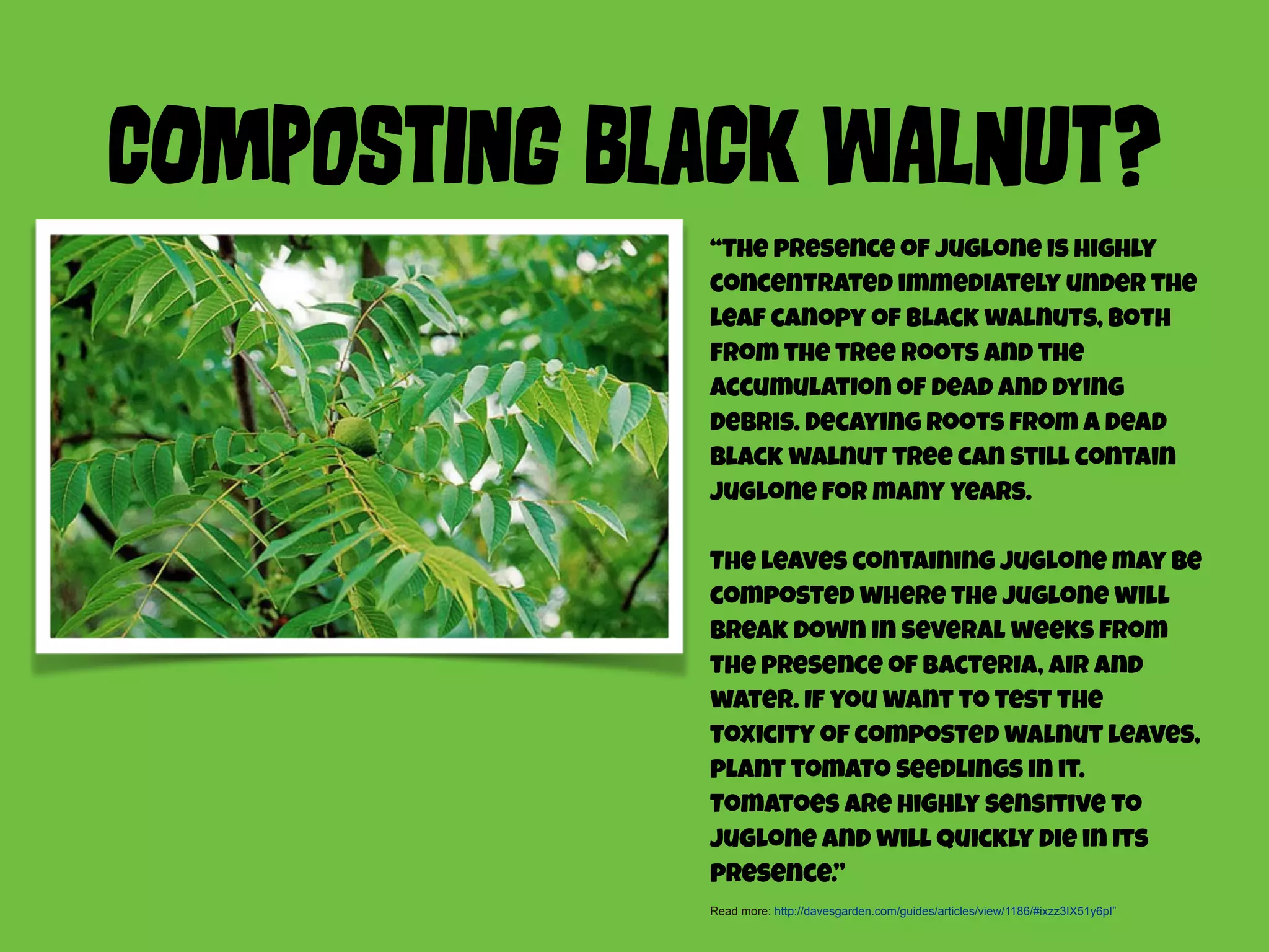 COmPoStInG BLaCk WAlNut? 
“The presence of juglone is highly 
concentrated immediately under the 
leaf canopy of black walnuts, both 
from the tree roots and the 
accumulation of dead and dying 
debris. Decaying roots from a dead 
black walnut tree can still contain 
juglone for many years. 
The leaves containing juglone may be 
composted where the juglone will 
break down in several weeks from 
the presence of bacteria, air and 
water. If you want to test the 
toxicity of composted walnut leaves, 
plant tomato seedlings in it. 
Tomatoes are highly sensitive to 
juglone and will quickly die in its 
presence.” 
Read more: http://davesgarden.com/guides/articles/view/1186/#ixzz3IX51y6pI” 
 