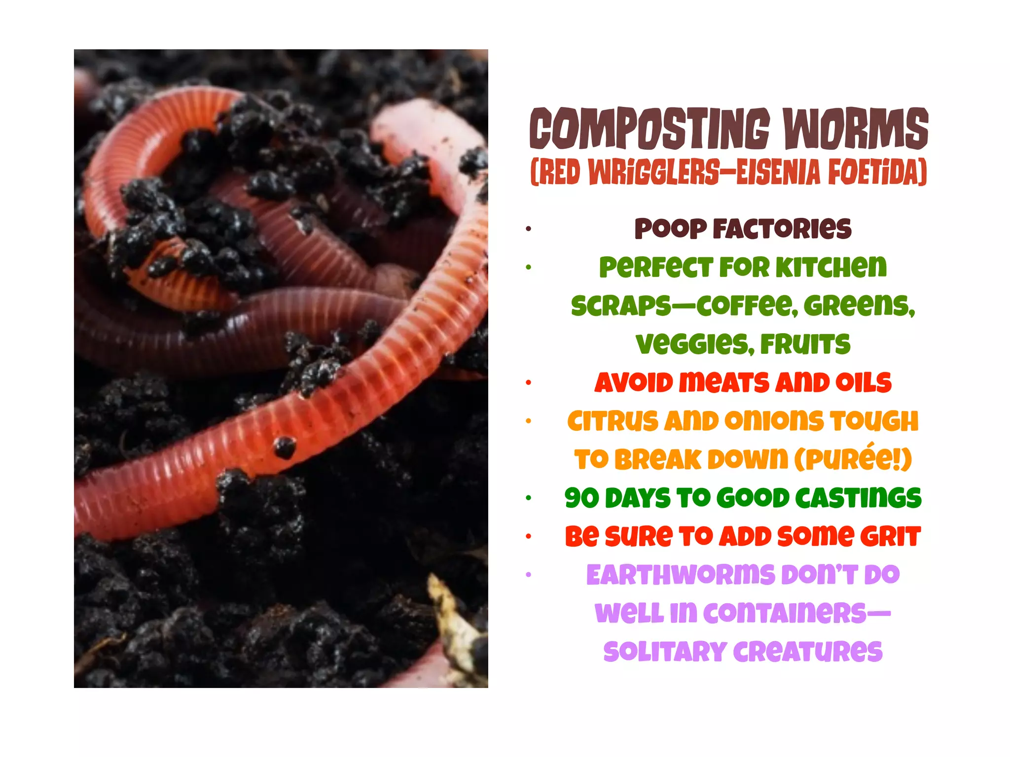 COmPoStInG WoRmS 
(REd WRiGgLeRs—EIsEnIa FOeTiDa) 
• Poop factories 
• Perfect for kitchen 
scraps—coffee, greens, 
veggies, fruits 
• avoid meats and oils 
• Citrus and onions tough 
to break down (purée!) 
• 90 Days to good castings 
• Be sure to add some grit 
• Earthworms don’t do 
well in containers— 
solitary creatures 
 