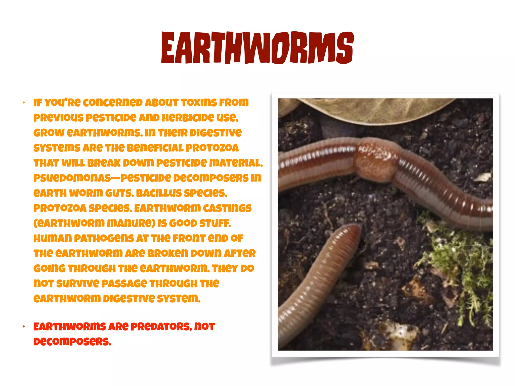 EArThWoRms 
• If you're concerned about toxins from 
previous pesticide and herbicide use, 
grow earthworms. In their digestive 
systems are the beneficial protozoa 
that will break down pesticide material. 
Psuedomonas—pesticide decomposers in 
earth worm guts. Bacillus species. 
Protozoa species. Earthworm castings 
(earthworm manure) is good stuff. 
Human pathogens at the front end of 
the earthworm are broken down after 
going through the earthworm. They do 
not survive passage through the 
earthworm digestive system. 
• Earthworms are predators, not 
decomposers. 
 