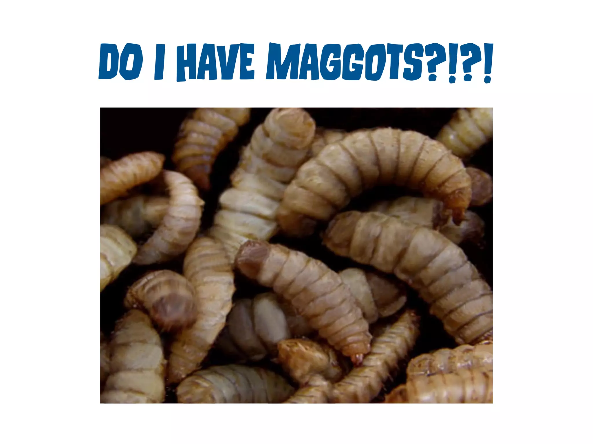 DO I HAvE MAgGoTs?!?! 
 