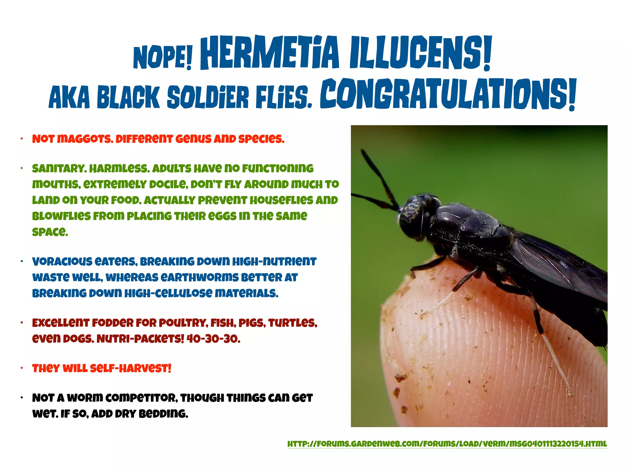 NOpe! HErMeTiA IlLuCeNs! 
AkA BLaCk SOlDiEr FLiEs. cOnGrAtUlAtIoNS! 
• Not maggots. Different genus and species. 
• Sanitary. Harmless. Adults have no functioning 
mouths, extremely docile, don’t fly around much to 
land on your food. Actually prevent houseflies and 
blowflies from placing their eggs in the same 
space. 
• Voracious eaters, Breaking down high-nutrient 
waste well, whereas earthworms better at 
breaking down high-cellulose materials. 
• Excellent fodder for poultry, fish, pigs, turtles, 
even dogs. Nutri-packets! 40-30-30. 
• They will self-harvest! 
• NOT a worm competitor, though things can get 
wet. If so, Add dry bedding. 
http://forums.gardenweb.com/forums/load/verm/msg0401113220154.html 
 