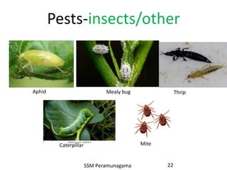 Parumanatta Insect Present situation of organic farming in Sri Lanka | PDF