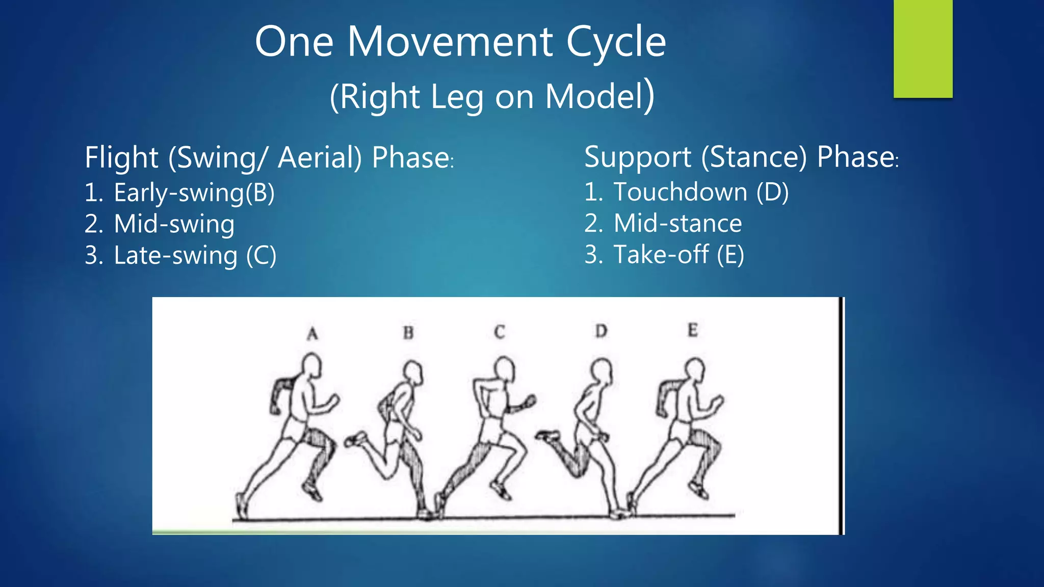Support (Stance) Phase:
1. Touchdown (D)
2. Mid-stance
3. Take-off (E)
Flight (Swing/ Aerial) Phase:
1. Early-swing(B)
2. Mid-swing
3. Late-swing (C)
One Movement Cycle
(Right Leg on Model)
 