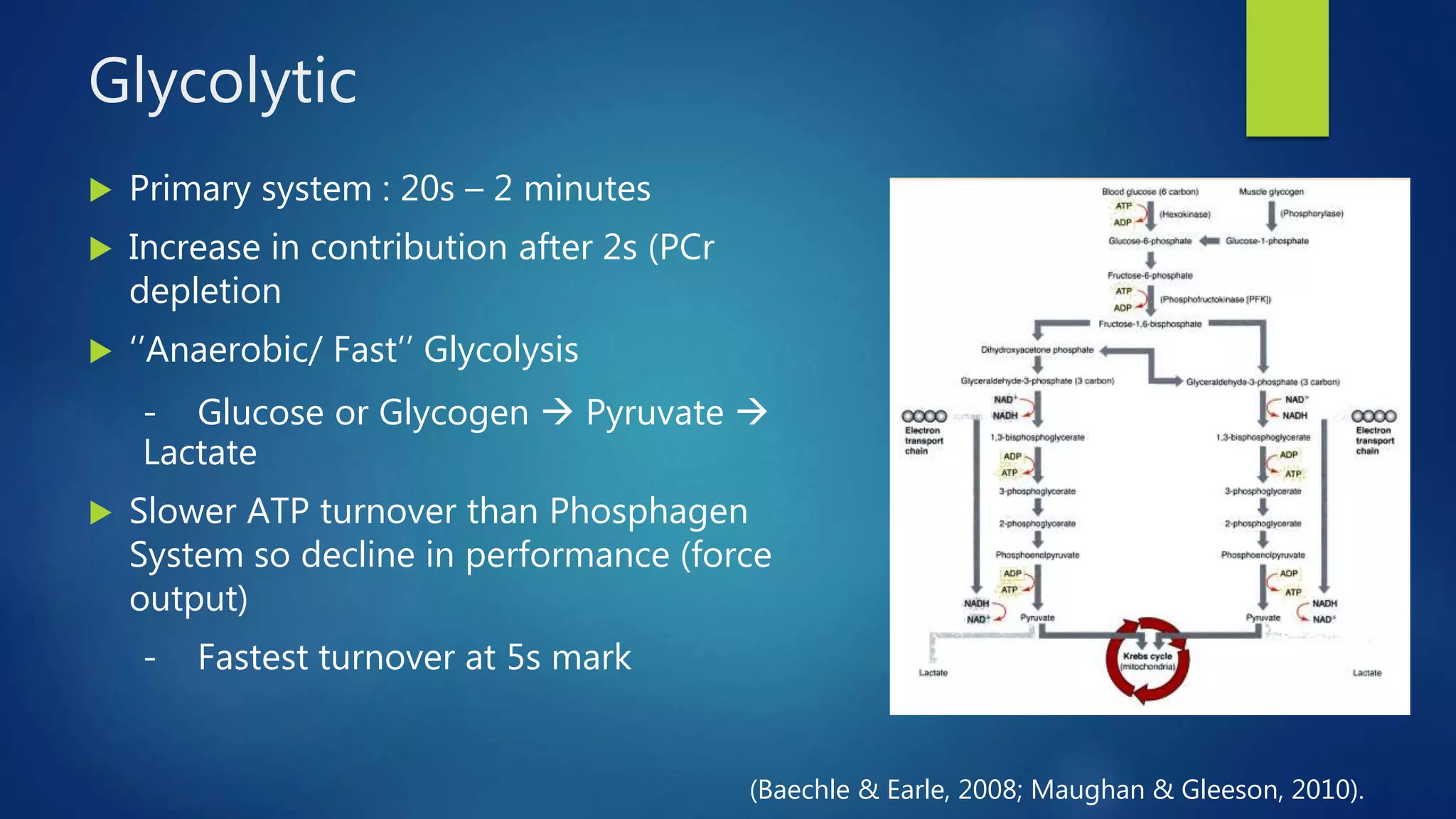 Glycolytic
 Primary system : 20s – 2 minutes
 Increase in contribution after 2s (PCr
depletion
 ‘’Anaerobic/ Fast’’ Glycolysis
- Glucose or Glycogen  Pyruvate 
Lactate
 Slower ATP turnover than Phosphagen
System so decline in performance (force
output)
- Fastest turnover at 5s mark
(Baechle & Earle, 2008; Maughan & Gleeson, 2010).
 
