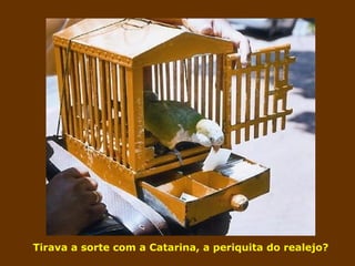 Tirava a sorte com a Catar ina, a periquita do realejo? 
 