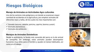 Manejo de Animales en Actividades Agro culturales
Uno de los sectores más peligrosos y en donde se ocasionan mayor
cantidad de accidentes es la agricultura, por emplear animales de
diferentes tipos y tallas, de los cuales los más importantes son:
✓ Ganado (vacuno, caballar, porcino, caprino, bovino y aviar).
✓ Animales domésticos.
✓ Animales de exhibición.
Manejos de Animales Domésticos
Desde la prehistoria, la faceta más conocida del perro es la de animal
de compañía. Sin embargo, estos animales pueden desempeñar
funciones muy útiles para el hombre y ayudar en tareas habituales, así
como en el trabajo.
Riesgos Biológicos
 