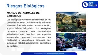 MANEJO DE ANIMALES DE
EXHIBICION
Los zoológicos y acuarios son recintos en los
que se mantienen una reserva de animales
vivos con fines educativos, de conservación,
y para deleite del público. Los zoológicos
modernos cuentan con instalaciones
veterinarias que permiten que especies
amenazadas puedan reproducirse en
cautividad y reproducen entornos que
simulan el hábitat natural de los animales a
su cuidado.
Riesgos Biológicos
 