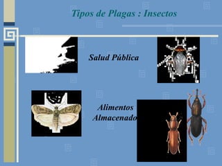 Salud Pública
Alimentos
Almacenados
Tipos de Plagas : Insectos
 