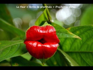 La fleur « lèvres de prostituée » (Psychotria elata)