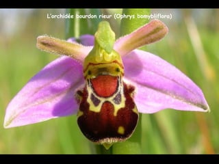 L’orchidée bourdon rieur (Ophrys bomybliflora)