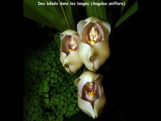 Des bébés dans les langes (Anguloa uniflora)