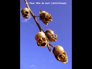 La fleur tête de mort (Antirrhinum)
