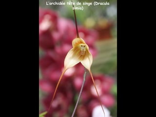 L’orchidée tête de singe (Dracula
simia)