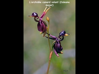 L’orchidée canard volant (Caleana
major)