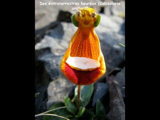 Des extraterrestres heureux (Calceolaria
uniflora)