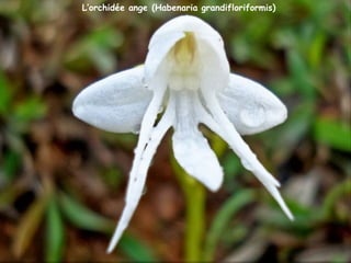L’orchidée ange (Habenaria grandifloriformis)
