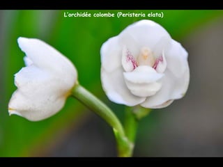 L’orchidée colombe (Peristeria elata)
