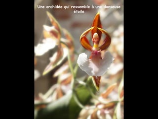 Une orchidée qui ressemble à une danseuse
étoile