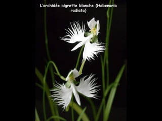 L’orchidée aigrette blanche (Habenaria
radiata)