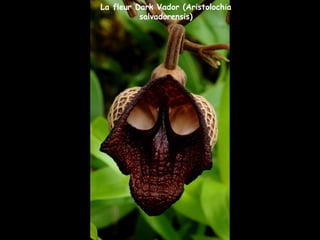 La fleur Dark Vador (Aristolochia
salvadorensis)