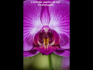 L’orchidée papillon de nuit
(Phalaenopsis)