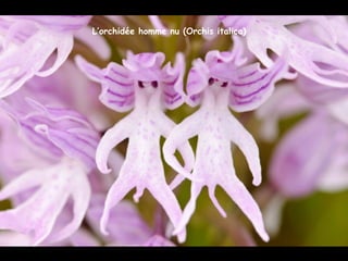L’orchidée homme nu (Orchis italica)