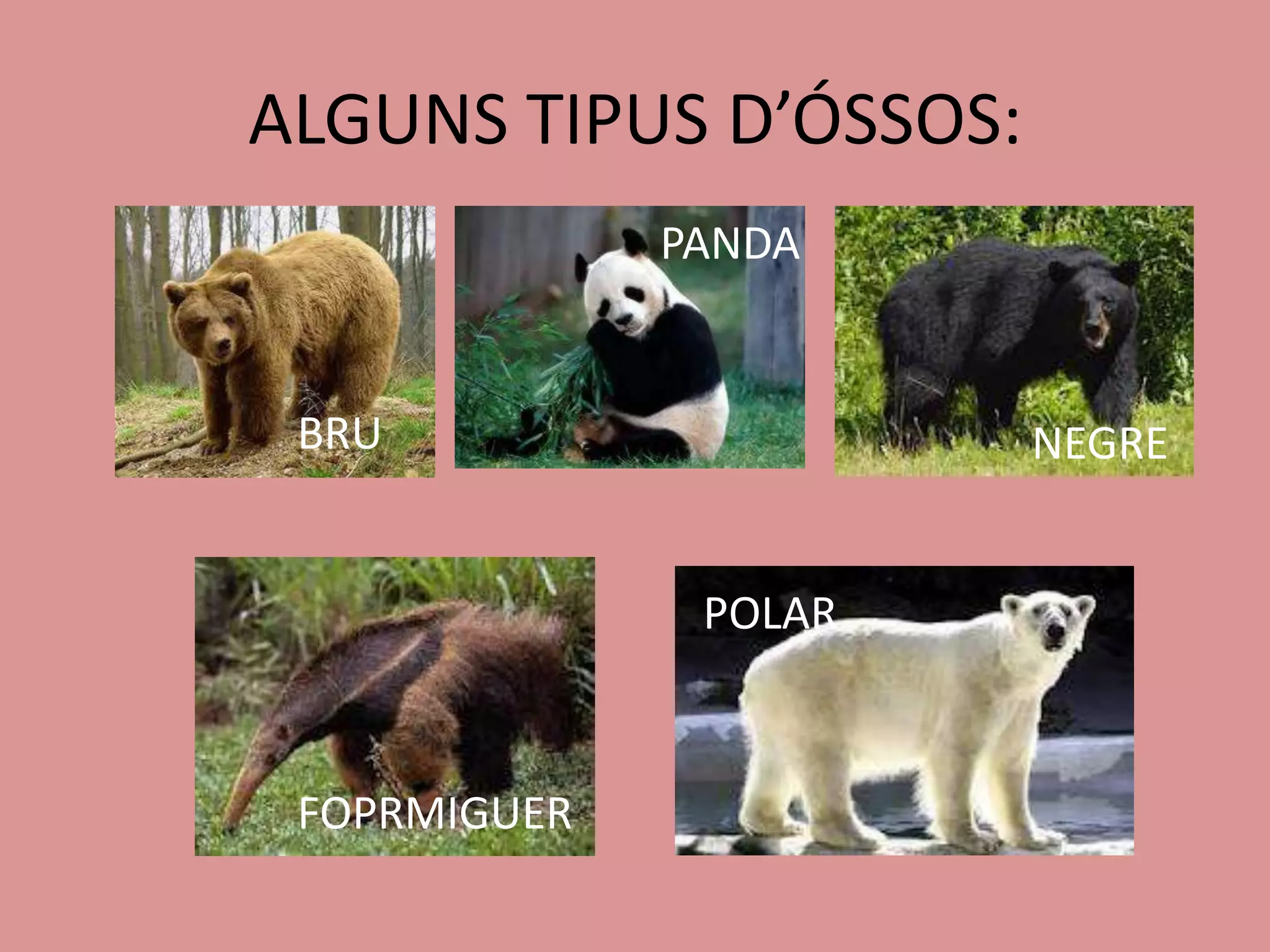 ALGUNS TIPUS D’ÓSSOS:
              PANDA


 BRU                    NEGRE


               POLAR



 FOPRMIGUER
 