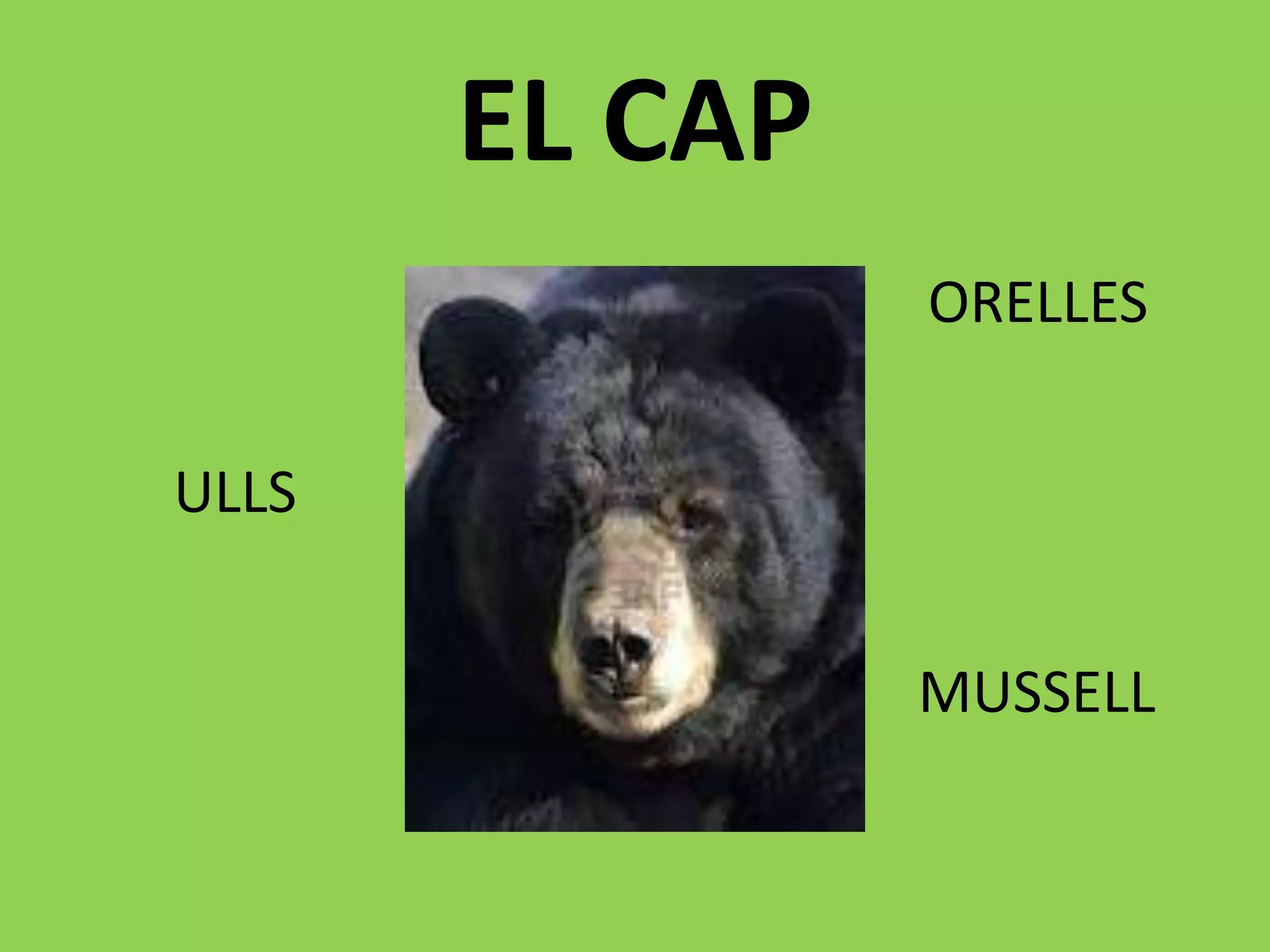 EL CAP
                ORELLES

ULLS


                MUSSELL
 
