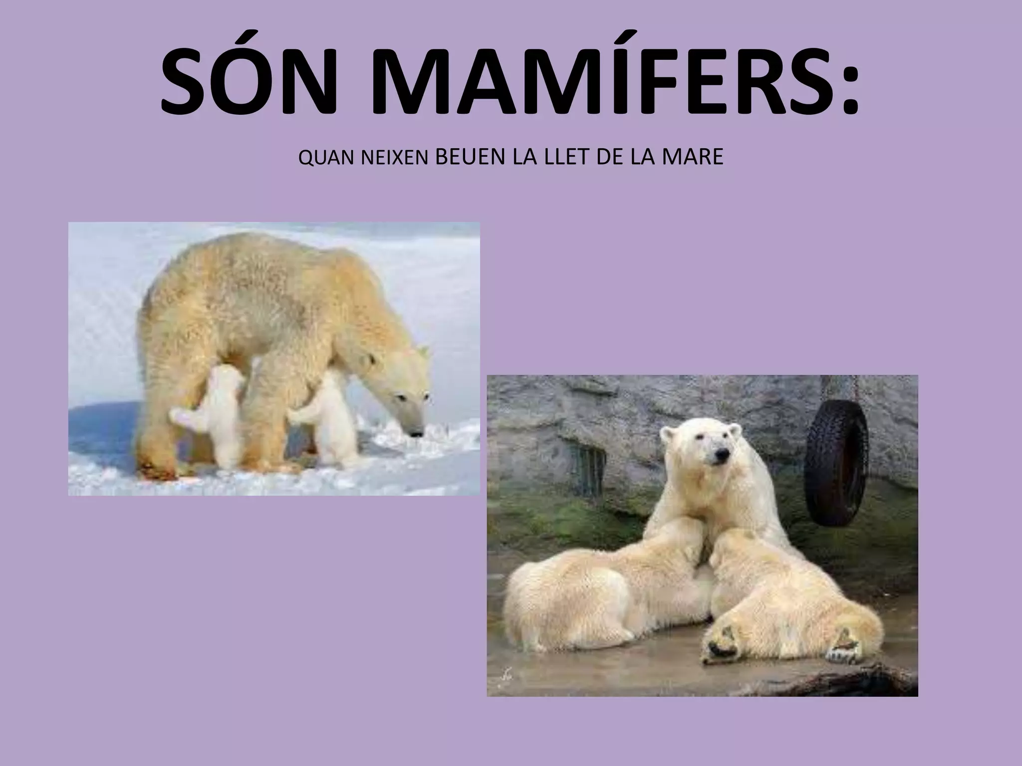 SÓN MAMÍFERS:
  QUAN NEIXEN BEUEN LA LLET DE LA MARE
 