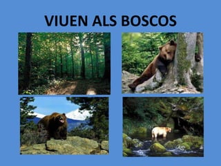 VIUEN ALS BOSCOS
