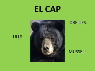 EL CAP
ORELLES
ULLS
MUSSELL