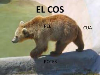 EL COS
PÈL CUA
POTES