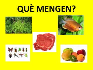 QUÈ MENGEN?