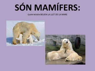 SÓN MAMÍFERS:
QUAN NEIXEN BEUEN LA LLET DE LA MARE