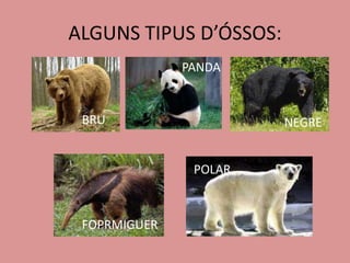 ALGUNS TIPUS D’ÓSSOS:
PANDA
BRU NEGRE
POLAR
FOPRMIGUER