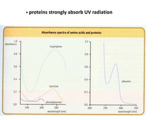 • proteins strongly absorb UV radiation
 
