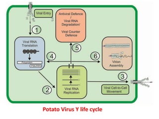 Potato Virus Y life cycle
 