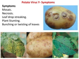 Potato Virus Y- Symptoms
Symptoms
Mosaic.
Necrosis.
Leaf drop streaking.
Plant Stunting.
Bunching or twisting of leaves
 