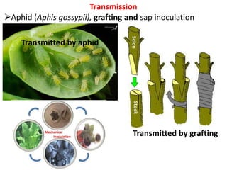 Transmitted by aphid
Transmitted by grafting
Transmission
Aphid (Aphis gossypii), grafting and sap inoculation
 