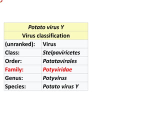 Potato virus Y
Virus classification
(unranked): Virus
Class: Stelpaviricetes
Order: Patatavirales
Family: Potyviridae
Genus: Potyvirus
Species: Potato virus Y
 