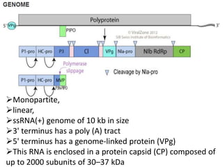 Monopartite,
linear,
ssRNA(+) genome of 10 kb in size
3' terminus has a poly (A) tract
5' terminus has a genome-linked protein (VPg)
This RNA is enclosed in a protein capsid (CP) composed of
up to 2000 subunits of 30–37 kDa
 